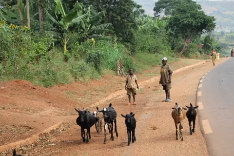 Slovenska karitas je družinam v Afriki za trajnostno preživetje do sedaj pomagala tudi z nakupom več kot 6500 koz v akciji Kupim kozo. / Foto: arhiv Slovenske karitas