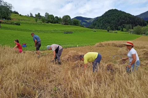 Jari ječmen so letos žanjice spet požele s srpi. / Foto: Janko Rabič