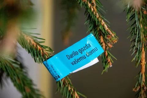 Novoletna drevesca iz slovenskih gozdov morajo biti med prevozom in prodajo označena z modro nalepko. / Foto: Mkgp