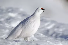 Belka ima rada grebene in goličave, ki so magnet tudi za turne smučarje. / Foto: Divja Slovenija