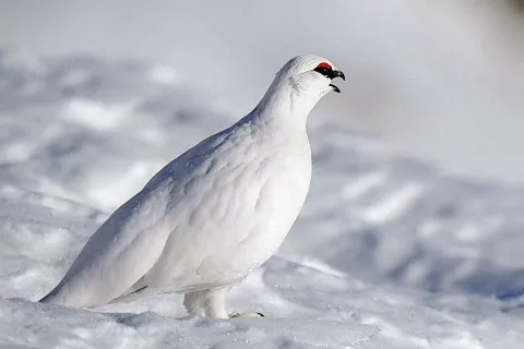 Belka ima rada grebene in goličave, ki so magnet tudi za turne smučarje. / Foto: Divja Slovenija