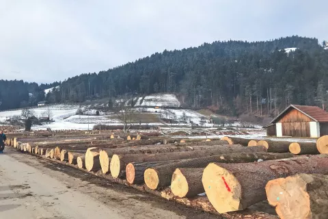 Najdaljšo tradicijo ima licitacija vrednejšega lesa v Slovenj Gradcu. / Foto: Arhiv Gorenjskega Glasa