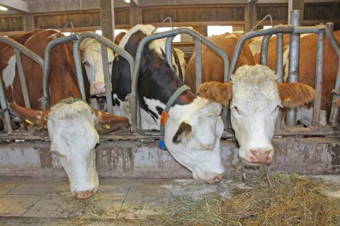 Slinavka in parkljevka je zelo nalezljiva virusna bolezen goved, drobnice in prašičev. / Foto: Cveto Zaplotnik