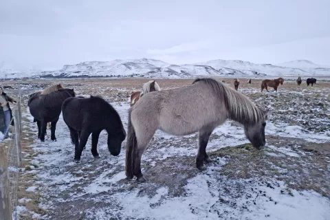 Islandski konji so posebnost dežele. Deležni so visoke zaščite. Za konja, ki zapusti deželo, ni več vrnitve. / Foto: Jože Košnjek