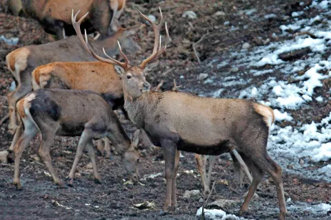 Divjad v tem času najbolj potrebuje mir in varna območja za svoja zatočišča. / Foto: arhiv Gorenjskega glasa