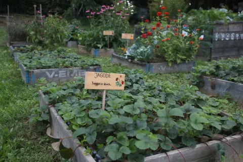 V biodinamičnih učnih vrtovih v Radovljici (na sliki) in v Kranjski Gori raste preko dvesto različnih rastlin, poudarek dajejo avtohtonim rastlinam. / Foto: Gorazd Kavčič