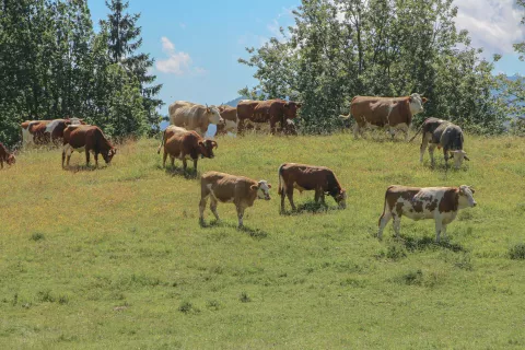 Kmetje bodo v subvencijski kampanji lahko uveljavili plačila tudi za planinsko pašo. / Foto: Cveto Zaplotnik