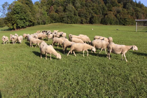 Pridobljeni status bo rejcem drobnice omogočil lažje trgovanje z živalmi znotraj Evropske unije. / Foto: Cveto Zaplotnik