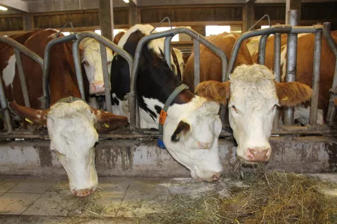 Slinavka in parkljevka je zelo nalezljiva virusna bolezen parkljarjev, ki lahko povzroči veliko gospodarsko škodo. / Foto: Cveto Zaplotnik