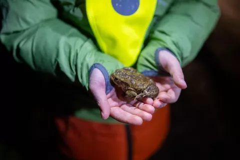 Ker žabice ne poznajo pravil v cestnem prometu, jim moramo pri prečkanju cest malce pomagati. / Foto: Primož Pičulin