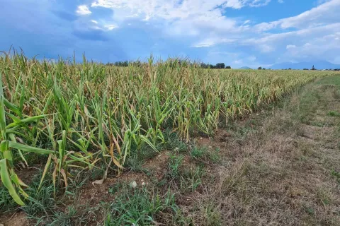 Vizija kmetijstva v Evropski uniji vključuje tudi prilagajanje na podnebne spremembe, tudi na vse bolj pogoste suše. / Foto: Cveto Zaplotnik