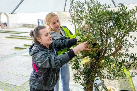 Tekmovanje vrtnarjev na Blejskem gradu / Foto: Nik Bertoncelj