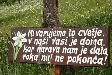 Narcis ni dovoljeno trgati, na to opozarjajo tudi table. / Foto: arhiv Gorenjskega glasa