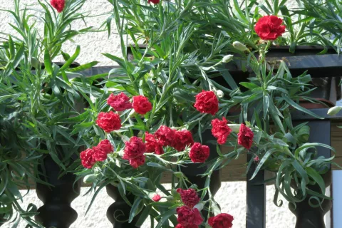 Gojiti nageljne ni preprosto in zanje si je treba vzeti čas. / Foto: Mirjam Pavlič