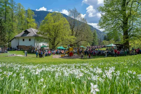 Prvomajsko srečanje na Pristavi so polepšale cvetoče narcise. / Foto: Nik Bertoncelj