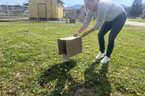 Mira Vidic je mirno in spretno poskrbela, da je kobranka varno zapustila knjižnične prostore. / Foto: Knjižnica Medvode (FB)