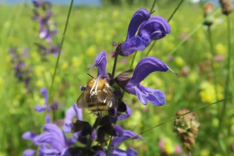 Najpomembnejši vir hrane za opraševalce so pisani, cvetoči travniki / Foto: Danilo Bevk