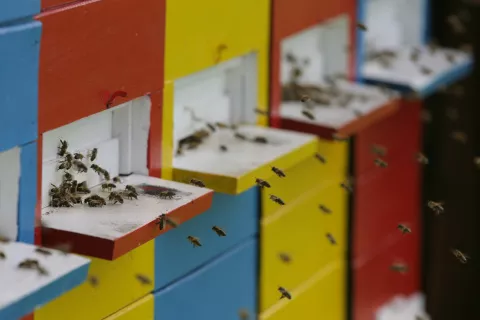 Mladi bodo pokazali svoje znanje s področja čebelarstva. / Foto: arhiv Gorenjskega glasa