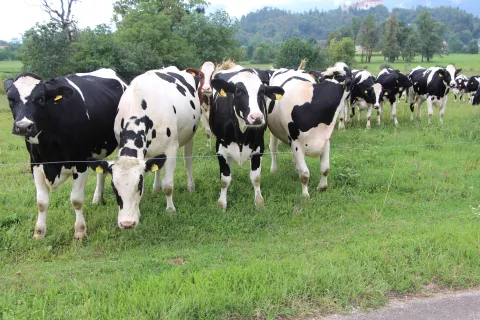 Slinavka in parkljevka lahko povzroči živinoreji veliko gospodarsko škodo. / Foto: Cveto Zaplotnik