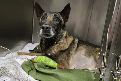 PES LAIRY / Foto: Arhiv Ekipe K9