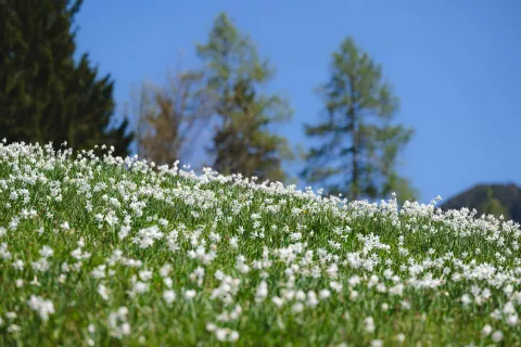 Narcise v Javorniškem Rovtu / Foto: Nik Bertoncelj