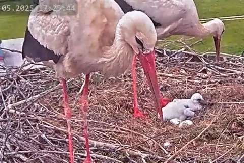 Agata in Šimen lepo skrbita za Joba, ki se je izvalil 10. maja. / Foto: zajem zaslona kamere, nameščene ob gnezdu pri žabniški šoli