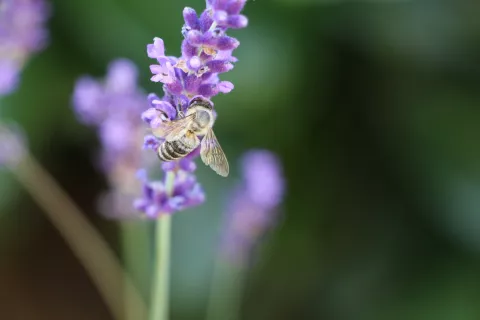 Država spodbuja čebelarjenje tudi s finančnimi podporami za vzrejo čebeljih matic in izvajanje pašnih redov. / Foto: Cveto Zaplotnik