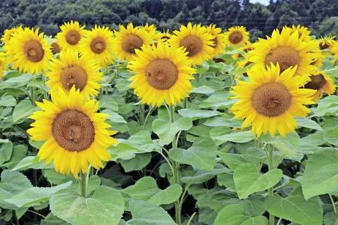 Z letošnjo vseslovensko akcijo sejanja sončnic želijo spodbuditi setev rastline, ki je koristna paša tako za čebele kot tudi ostale opraševalce. Gospodarsko je sončnica zanimiva tudi za kmeta in za slovenskega potrošnika, ki ceni lokalno pridelano hrano. / Foto: Tina Dokl / Foto: 