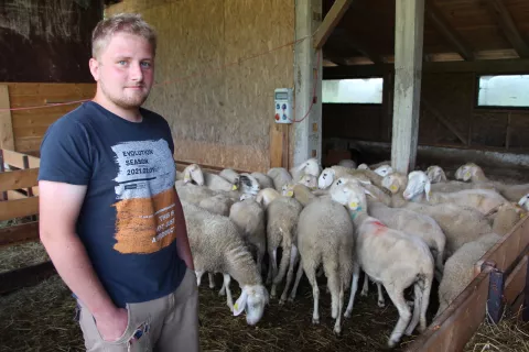 Anže med ovcami v domačem hlevu v Novi vasi / Foto: Cveto Zaplotnik