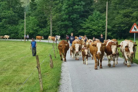Krave, telice in teleta po cesti v dolini Radovne na planinsko pašo v Zgornji Radovni / Foto: Cveto Zaplotnik