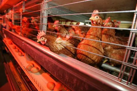Finančne podpore je možno uveljavljati tudi za ureditev hlevov za rejo perutnine, razen za hleve, namenjene reji v kletkah. / Foto: Arhiv Gg - Tina Dokl