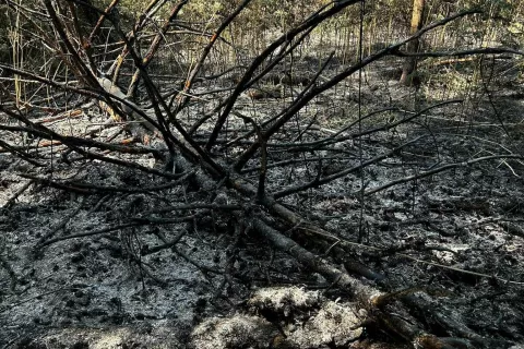 Požar gozd / Foto: Arhiv Pgd Smlednik