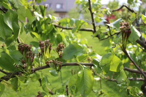 Lanska pozeba je povzročila veliko škodo sadjarjem. / Foto: Cveto Zaplotnik