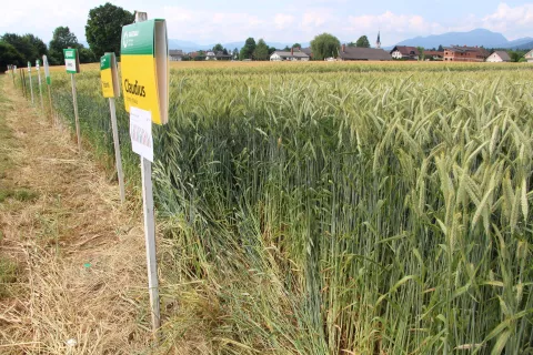 Poskusi z ozimnimi žiti dajejo semenarskim hišam in pridelovalcem pomembne informacije o primernosti posameznih sort za gorenjske razmere. / Foto: Cveto Zaplotnik
