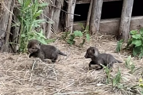 Revirni lovec Anton Povšnar (Kozorog Kamnik) je mladiče šakala našel in jih fotografiral v krmišču nad Fužinami v občini Jezersko. / Foto: Anton Povšnar