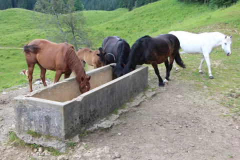 V vročini je treba zagotoviti živalim zadostne količine sveže in čiste vode. / Foto: Cveto Zaplotnik
