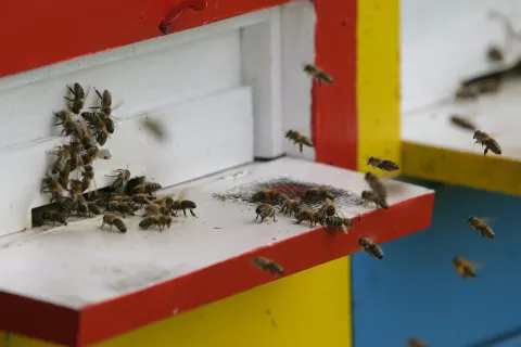 Za ukrepe v čebelarstvu je odprtih sedem javnih razpisov. / Foto: Arhiv Gg - Tina Dokl