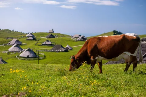 Veliko planino si obiskovalci poleti delijo s kravami, ki jih je potrebno opazovati s spoštljive razdalje. / Foto: Arhiv Velike Planine