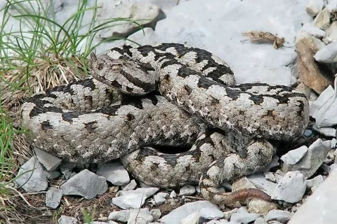 Največ je ugrizov modrasov, ki so bolj razširjeni kot gadi. / Foto: Griša Planinc / Foto: 