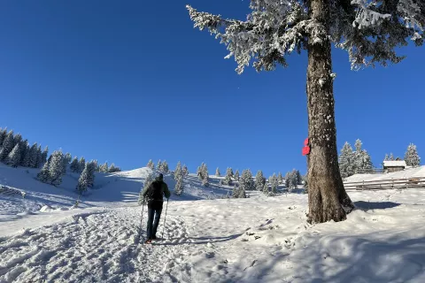 Velika planina / Foto: Aleš Senožetnik