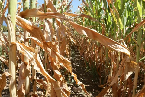 Koruzo za siliranje je suša najbolj prizadela na lahkih peščenih tleh. / Foto: Gorazd Kavčič