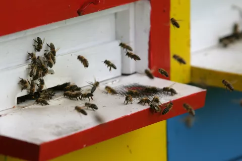 Razpis naj bi prispeval k zagotavljanju zdravstvenega varstva čebel in večji varnosti čebeljih pridelkov. / Foto: Arhiv Gg - Tina Dokl