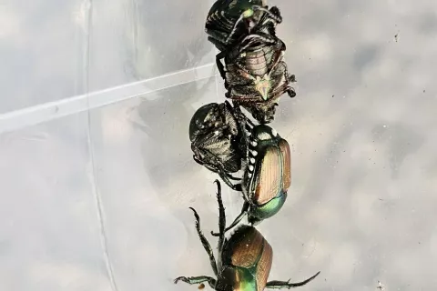 Japonski hrošč, najdba Lukovica / Foto: Š. Modic, Kmetijski Inštitut Slovenije