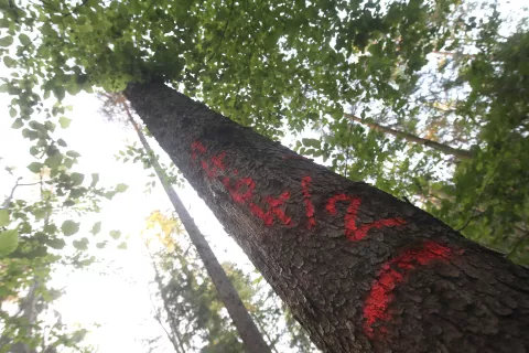 sečnja dreves gozd napad lubadar obvarovanje gozda hlod les žaga / Foto: Gorazd Kavčič