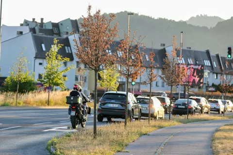 Posušeno listje na drevesih ob Cesti Staneta Žagarja v Kranju / Foto: Tina Dokl