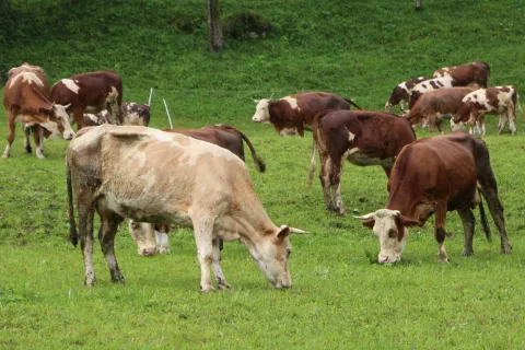Vozličasti dermatitis pri govedu lahko povzroči veliko gospodarsko škodo. / Foto: Cveto Zaplotnik