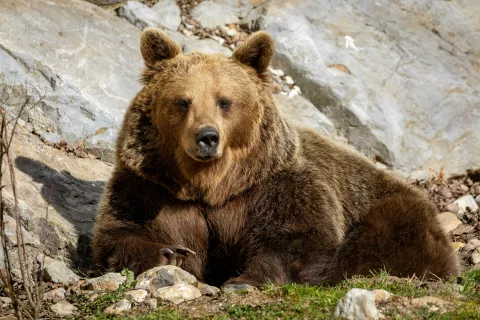 Letos naj bi odstrelili 206 rjavih medvedov. / Foto: Arhiv Gg - Peter Košenina