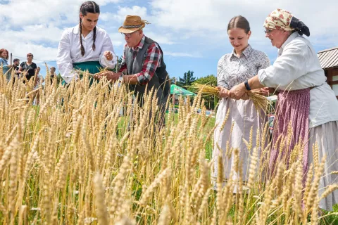 praznik žetve prikaz žetev Žirovski vrh 2025 / Foto: Tina Dokl