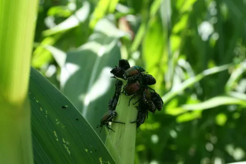Japonski hrošč napada okoli tristo gojenih in samoniklih rastlin. / Foto: Arhiv Uvhvr