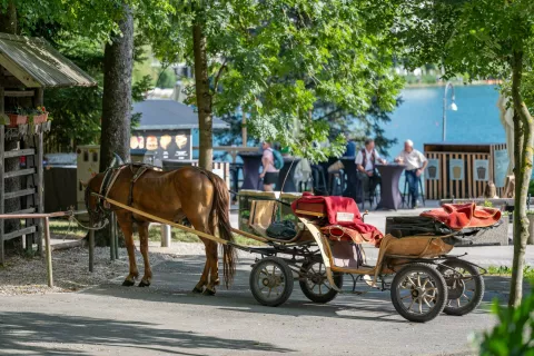 Zbirno mesto ob Blejskem jezeru, kjer fijakarji čakajo na potencialne stranke, je v senci med drevesi. / Foto: Nik Bertoncelj